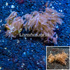 LiveAquaria® Cultured Anthelia Coral, Two Pack (click for more detail)