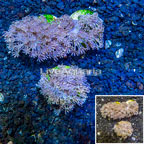 LiveAquaria® Cultured Xenia Coral, Three Pack (click for more detail)