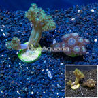 LiveAquaria® Cultured Pineapple Tree and Zoanthus Coral Combo (click for more detail)