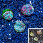 LiveAquaria® Cultured War Coral, Three Pack (click for more detail)