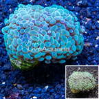 LiveAquaria® Cultured Hammer Coral (click for more detail)