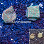 LiveAquaria® Cultured Leptoseris Coral, Two Pack (click for more detail)