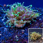 LiveAquaria® Cultured Torch Coral (click for more detail)