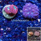 LiveAquaria® Cultured Blastomussa Coral, Two Pack (click for more detail)