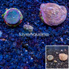 LiveAquaria® Cultured Ultra Chalice Coral, Two Pack (click for more detail)