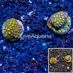 LiveAquaria® Cultured Leptastrea, Two Pack (click for more detail)
