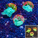 LiveAquaria® Cultured Green Cabbage Leather Coral, Three Pack (click for more detail)
