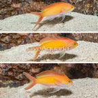Dispar Anthias, Trio (click for more detail)