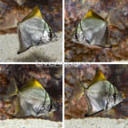 Silver Mono, 4 Lot (click for more detail)