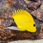 Longnose Butterflyfish (click for more detail)