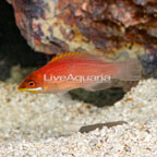 Scarlet Pin Stripe Wrasse (click for more detail)