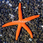 Orange Sea Star (click for more detail)