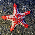 Red Knob Sea Star (click for more detail)