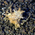 Decorator Crab (click for more detail)