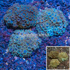LiveAquaria® Cultured Blue Sympodium Coral, Three Pack (click for more detail)