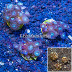 LiveAquaria® Cultured Zoanthus Coral, Three Pack (click for more detail)