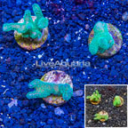 LiveAquaria® Cultured Pocillopora Coral, Three Pack (click for more detail)