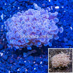 LiveAquaria® Cultured Hammer Coral (click for more detail)