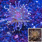 LiveAquaria® Cultured Torch Coral (click for more detail)