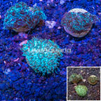 LiveAquaria® Cultured Galaxea Coral, Three Pack (click for more detail)