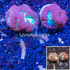 LiveAquaria® Cultured Blastomussa Coral, Two Pack (click for more detail)