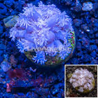 LiveAquaria® Cultured Goniopora Coral (click for more detail)