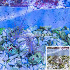 Purple Sea Whip, Two Pack (click for more detail)
