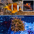 Bicinctus Clownfish With Grade A Rose Bubble Tip Anemone (click for more detail)