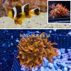 Allard's Clownfish With Grade A Rose Bubble Tip Anemone (click for more detail)