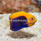 Flameback Angelfish (click for more detail)