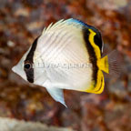 Vagabond Butterflyfish (click for more detail)