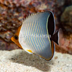 Hooded Butterflyfish [Expert Only] (click for more detail)