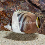 Whiteface Butterflyfish (click for more detail)