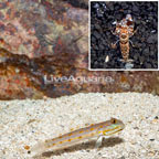 Diamond Watchmen Goby With Tiger Snapping Shrimp (click for more detail)
