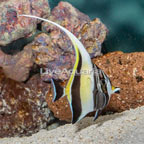 Moorish Idol EXPERT ONLY (click for more detail)
