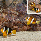 Clarkii Clownfish, Pair (click for more detail)