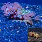 Waving Hand Coral Vietnam (click for more detail)