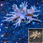 Sinularia Leather Coral Vietnam (click for more detail)