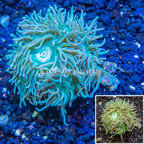LiveAquaria® Cultured Ultra Duncan Coral (click for more detail)