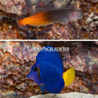 Purple Tang and Bicolor Blenny Pair (click for more detail)