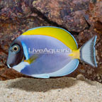 Powder Blue Tang (click for more detail)