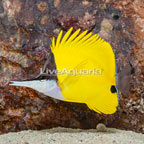 Yellow Longnose Butterflyfish  (click for more detail)