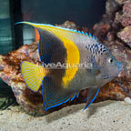 Maculosus Angelfish (click for more detail)
