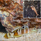 Tiger Watchman Goby With Tiger Snapping Shrimp (click for more detail)