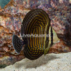 Sailfin Tang, Desjardini (click for more detail)