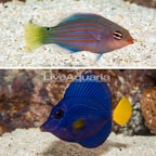 Purple Tang and Six Line Wrasse Pair (click for more detail)