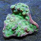 Aussie Chalice Coral  (click for more detail)