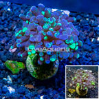 LiveAquaria® Cultured Hammer Coral (click for more detail)
