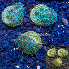 LiveAquaria® Cultured Galaxea Coral, Three Pack (click for more detail)