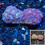 LiveAquaria® Cultured Blastomussa Coral, Two Pack (click for more detail)